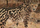 Animal world - king cheetah
