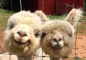 Be this be the divine animal in fokelore careless mud horse? These do laugh alpaca too lovely