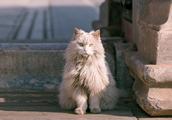 Feline beauty illuminates drive of year the Imperial Palace to be admired greatly, add strategy of p