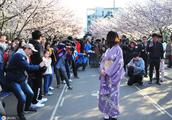 Oriental cherry of the university that be the same as aid blooms, the schoolgirl wears kimono to adm