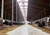 How many money do 100 Niu Yangniu field invest? Field of 100 beef cattles builds program!
