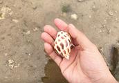 沙滩、贝壳、可乐罐写一篇环保作文