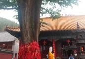 Visit Jinan to drip fabaceous temple, look drip fa