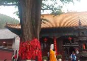 Visit Jinan to drip fabaceous temple, look drip fa