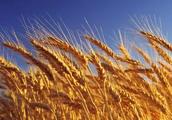 关于麦子的诗句有哪些？