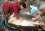 Attack rural tradition to kill pig artisan continu