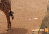 10 thousand yuan of cash " dozen admire " giraff