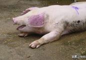 The pig breaks out high fever, these a few kinds of diseases disable with antipyretic