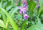 Rural common fraud uncovers close: The tuber of hyacinth bletilla cultivates fraud process to reach