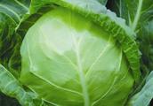 How to avoid appearance of craze of ball of wild cabbage occurrence leaf? Prevent and remedy measure