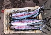 Section of Spanish mackerel of 2019 sand mouth ope