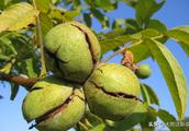 Of nuclear peach in cultivating a process, if go out,show the scarab, disease such as red spider, su