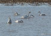 Last a period of time 30 days, span thousands of kilometer, on 10 thousand swan migrate successfully