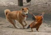 Other dog chases chicken in insanity, it gives however roam about chicken should suckle pa, warm be