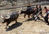 Guangxi 3 rivers: Bullfight is joyful 