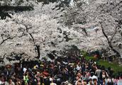 Where of beautiful scenery of countrywide oriental cherry is strong, still have these places greatly