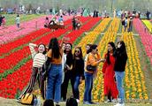 This is the Asia's biggest tulip garden! Dazzle like rainbow beautiful, attract a tourist to come i