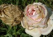 Raise Chinese rose to be afraid of " gray mold "
