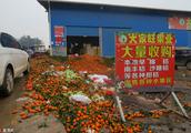 Guangxi Guilin orange 0.25 yuan a jin still slow-moving accumulation becomes rubbish by the side of