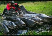 Europe is giant the situation with flush catfish g