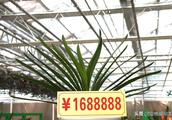 A gentleman orchid marks a price 77.77 million yuan of Changchun show Lan Ke of day price gentleman