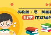 写一种植物的作文400字