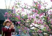 Suzhou: The Chinese flowering crabapple spends clu