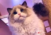 35 thousand net buys Harbin woman mother cat becom