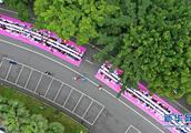 Guangxi Liuzhou holds spiral shell pink to grow de
