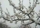 The city zone of Beijing suburb snowfall waves rain, much graph takes you to watch peach blossom sno