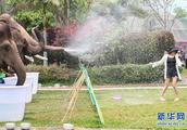 Elephant spills water to celebrate New Year of Dai all previous