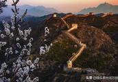 Flower of apricot of Great Wall of golden hill mountain opened ancient Great Wall 
