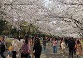 Admire oriental cherry to need not go to Japan, the oriental cherry of these Nanjing places is very