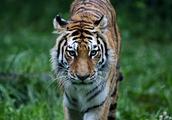 Before mad pass a tiger to escape - garden of Hangzhou wild animal, the truth came now