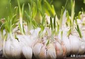 Is garlic bought much easy gemmiparous? Teach you 