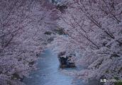The capital of a country place of the secret that admire cherry looks here, cross the ancient boat i