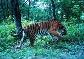 Northeast tiger life is less than 20 years commonly, how to spend all one's life?