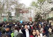 Highway of oriental cherry of Nanjing crow temple welcomes the largest main force that admire cherry