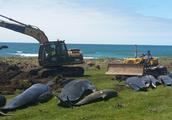 Coastal happening leaves strange event 156 whale die aground early or late