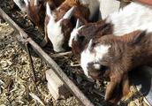 Shabby farm was raised a flock of " wave Er goat 