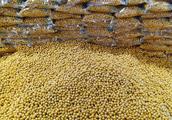 Hubei Yichang: The soja in the supermarket; American soybean stockpile achieves the history new tall