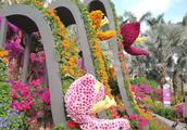 Shenzhen carves spot of azalea flower show: 120 ma