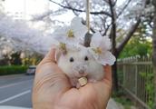 Of a group of oriental cherry and hamster close ac