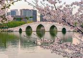 Season of the most beautiful oriental cherry came, the beautiful scenery that small long holiday can