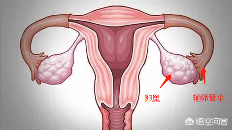 女性排卵期什么症状是正常的（女性排卵期什么症状）