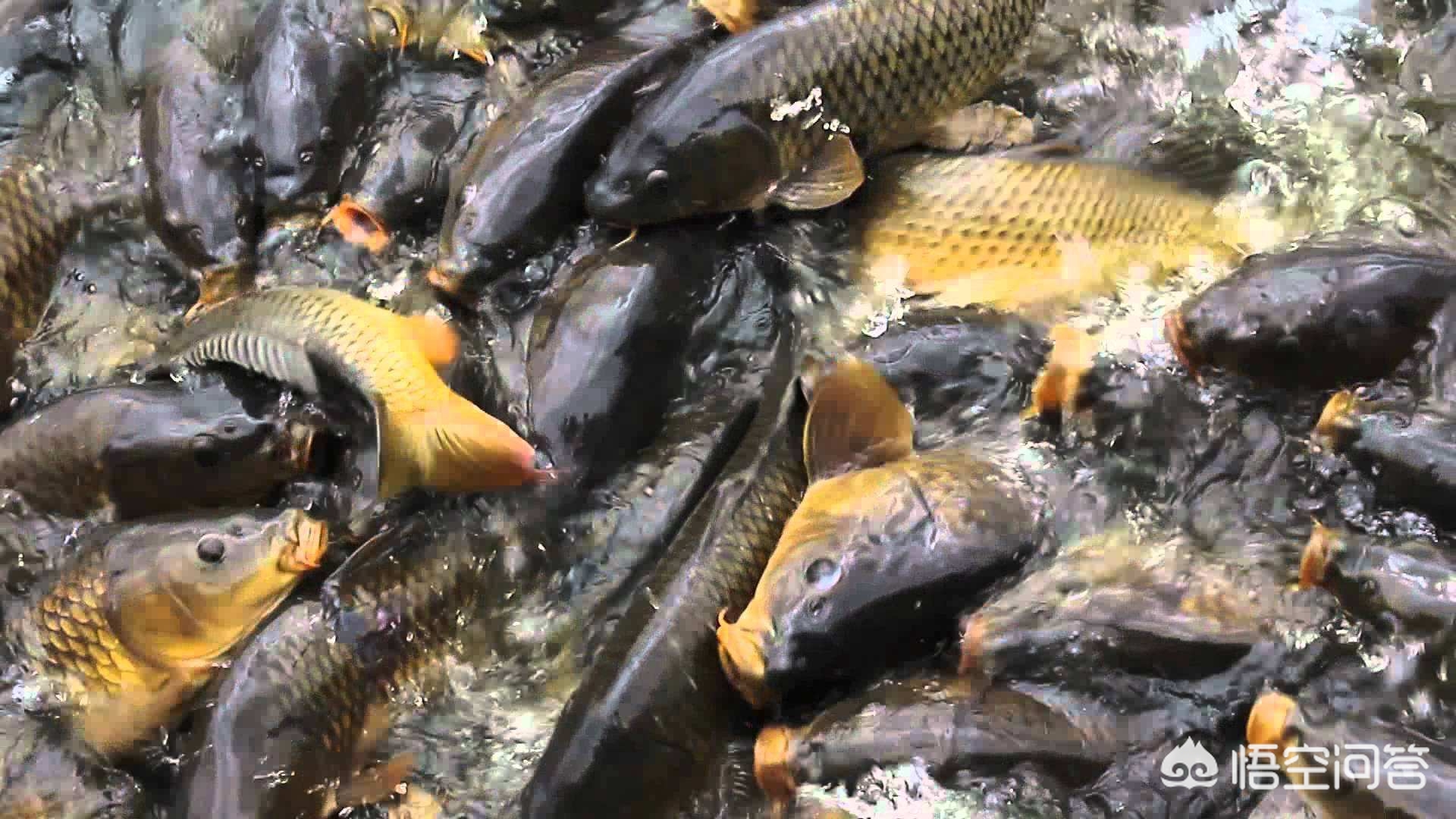 美国泛滥的亚洲鲤鱼：1年损失70亿美元渔业，被嫌弃太脏视为垃圾鱼_中国