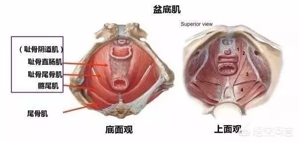 产后漏尿是怎么回事儿？采取什么方式避免？