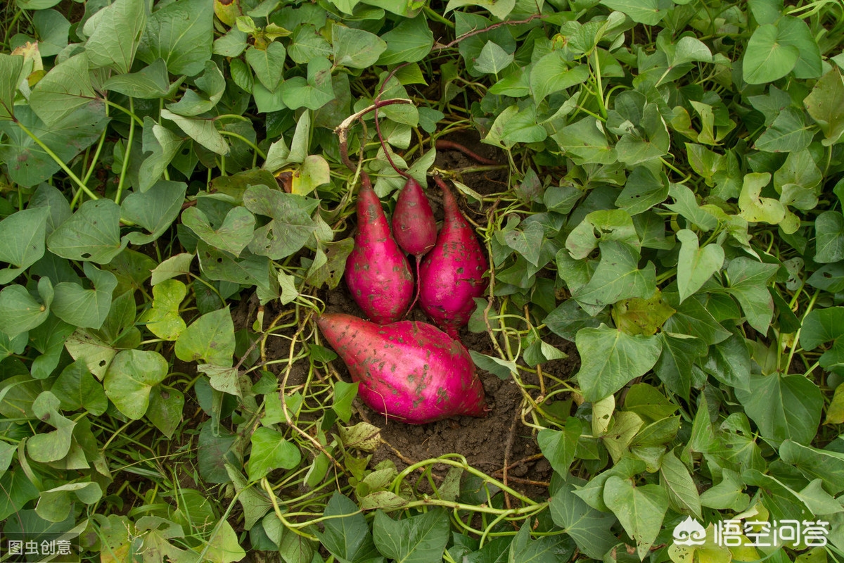 罕见！一棵红薯秧长出6个红薯共36.8斤，堪称“红薯王”__凤凰网