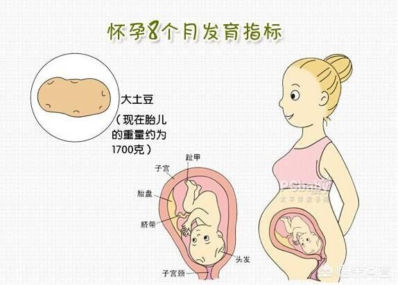 怀孕八个月胎儿正常的体重有多少呢？ 文海话育儿的回答 头条问答