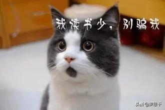 科创板披露,科创板分析与研究